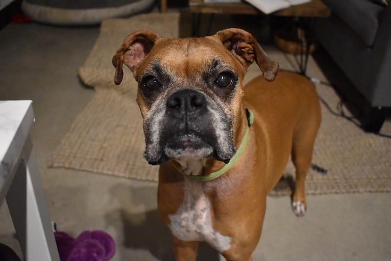 Photo of my dog, a tan boxer.