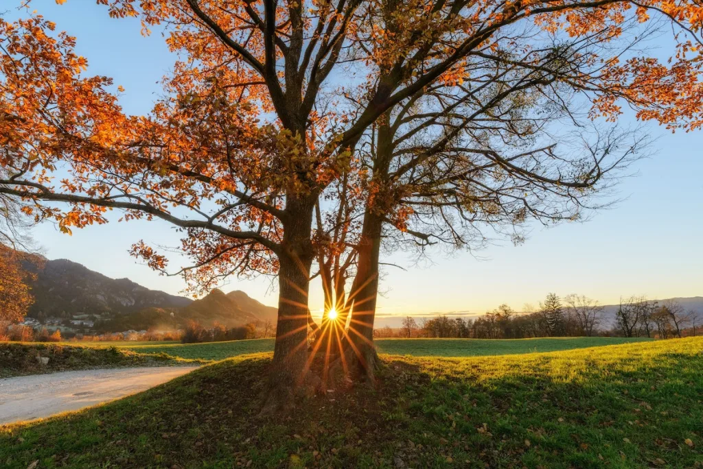 a tree with the sun in the background