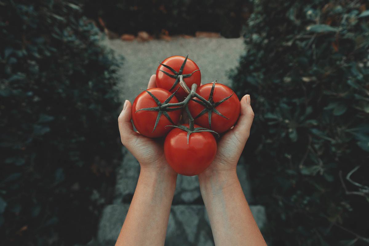 Tomatoes being held by a hand