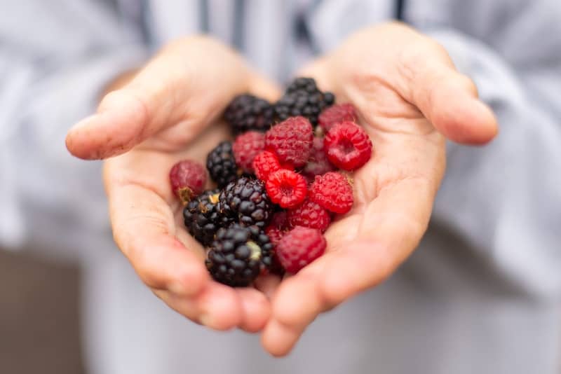 Berries in a pair of hands