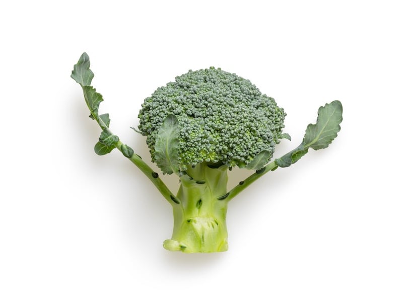 Broccoli with the leaves in a strong stance
